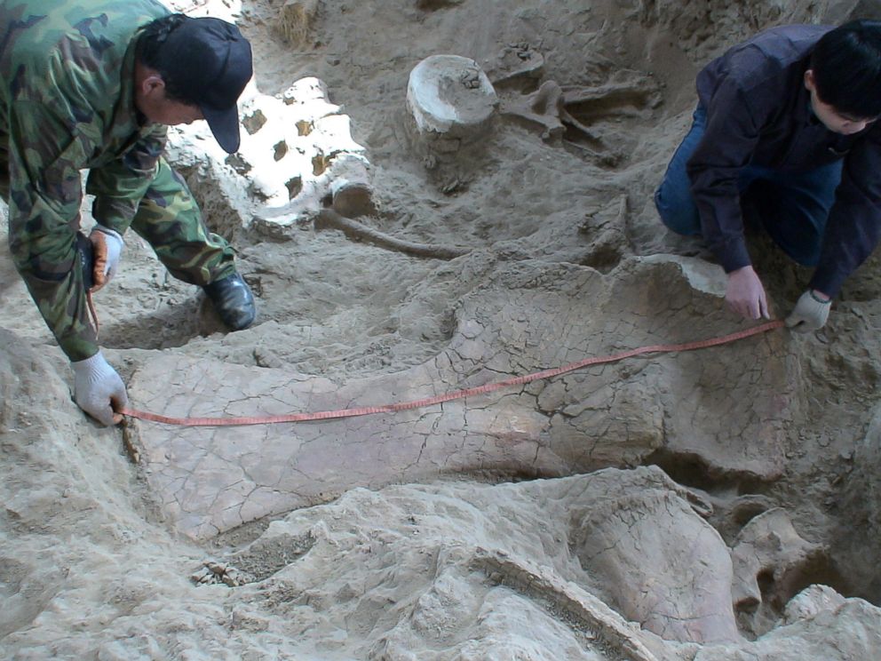 PHOTO: Two technicians measuring a large in situ shoulder bone of Lingwulong shenqi, a newly discovered dinosaur unearthed in northwestern China, appears in this image provided July 24, 2018.