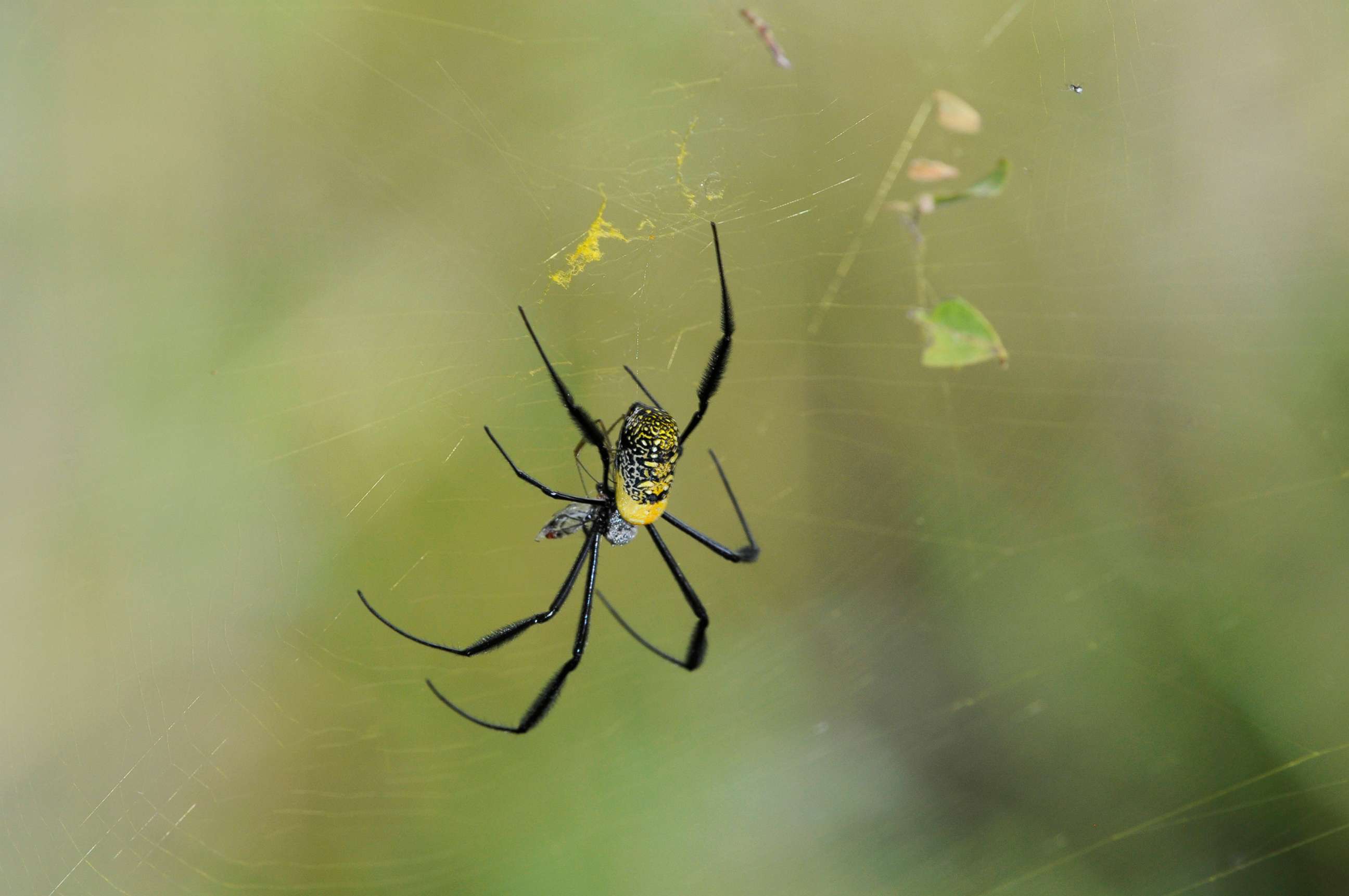 PHOTO: In this undated file photo, a golden orb-web spider (Nephila fenestrata) is shown.