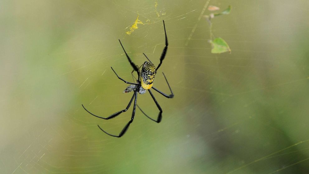 PHOTO: In this undated file photo, a golden orb-web spider (Nephila fenestrata) is shown.