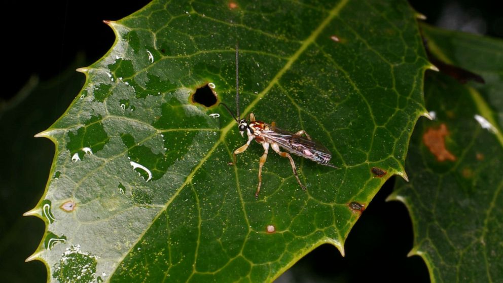 Parasitic wasps ambush spiders by playing the victim - ABC News