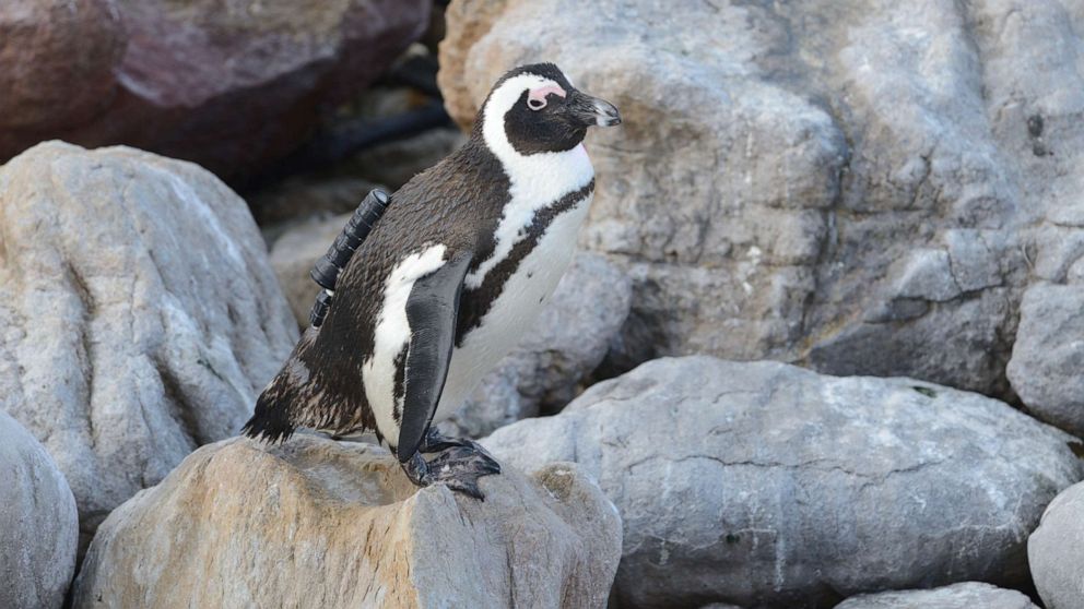 African Penguins Food