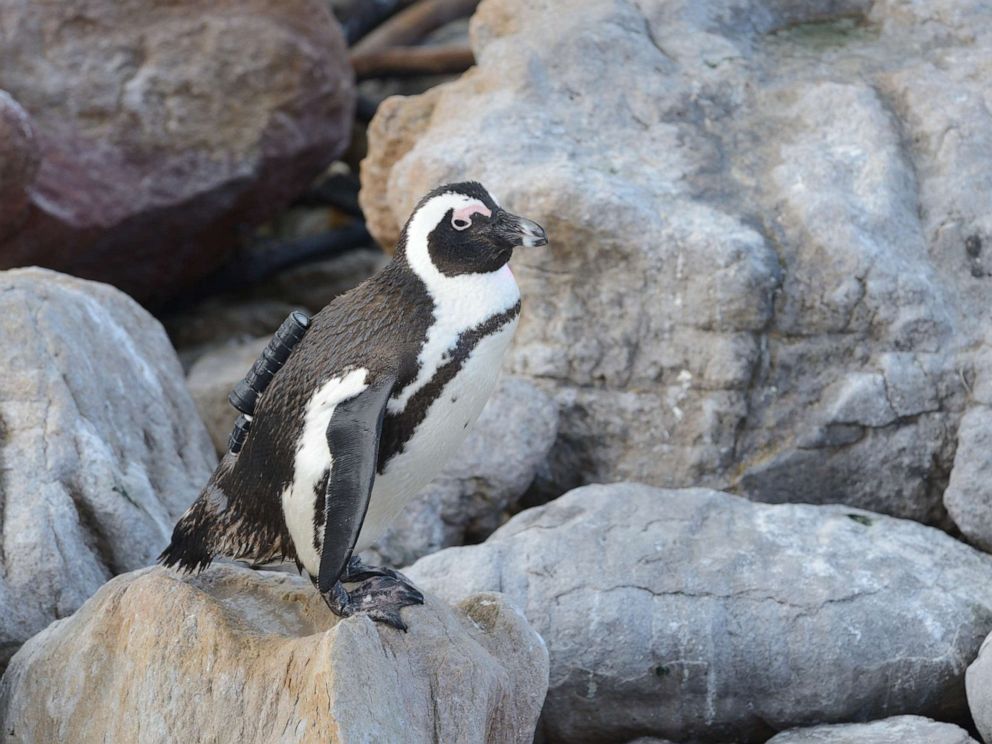 PHOTO: A penguin wears a camera as part of a study.