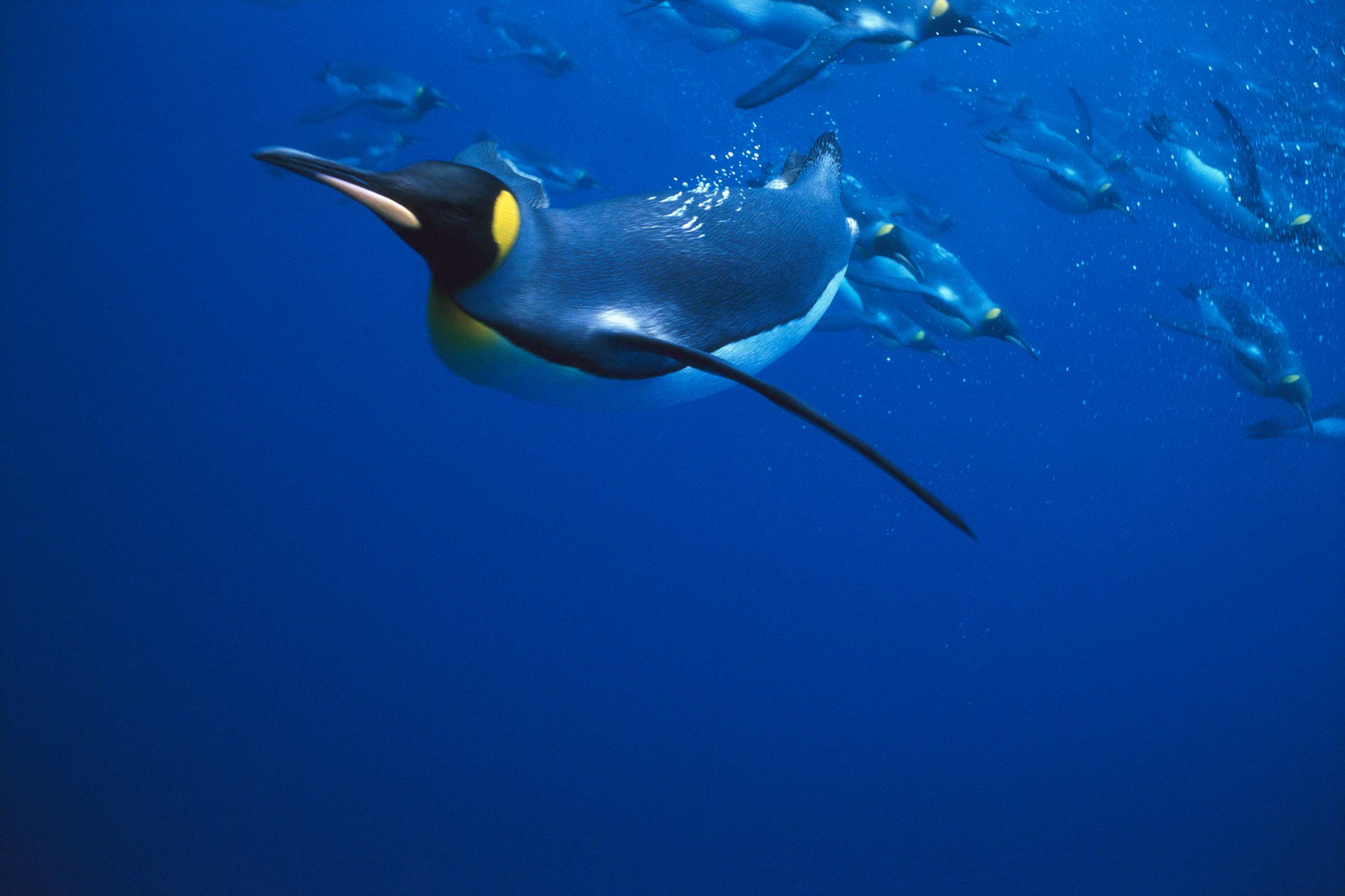 PHOTO: Penguins swimming.