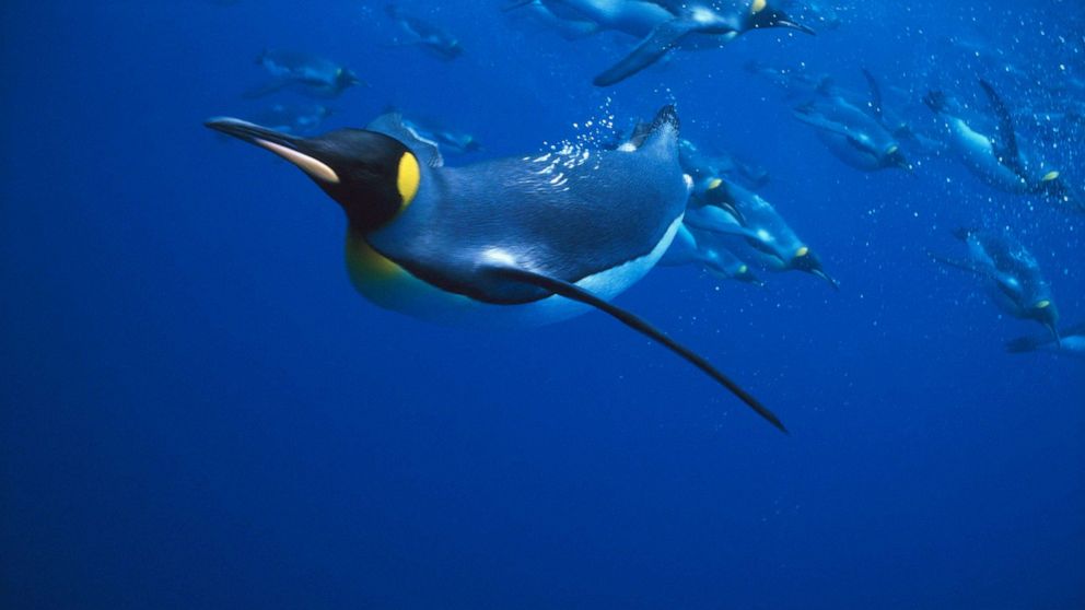 How did birds like penguins evolve into some of the world's best swimmers?