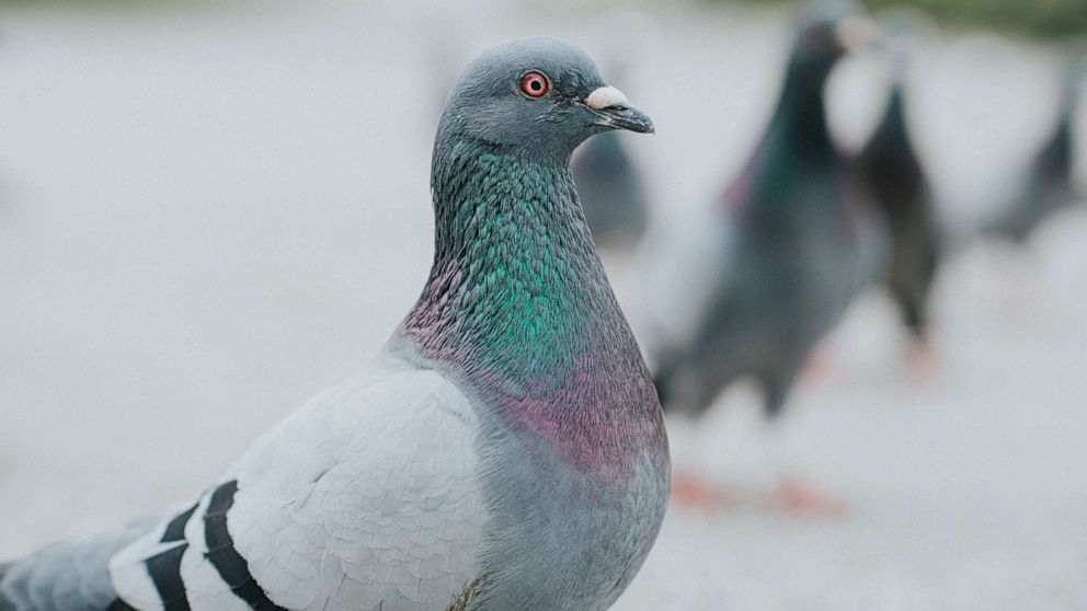 PHOTO: Pigeons on a path in a park.