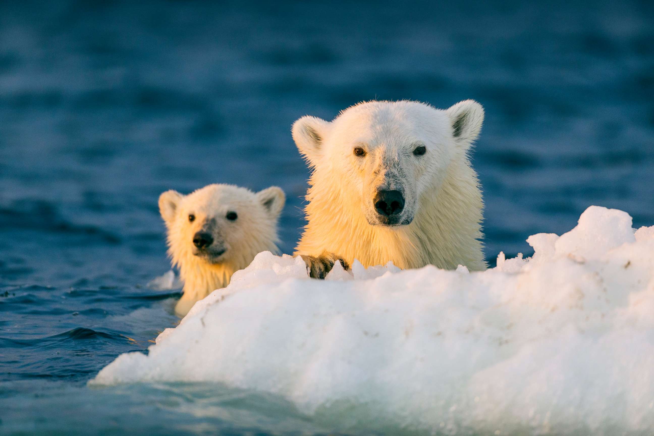 PHOTO: A polar bear and young cub cling to floating ice in this stock photo.