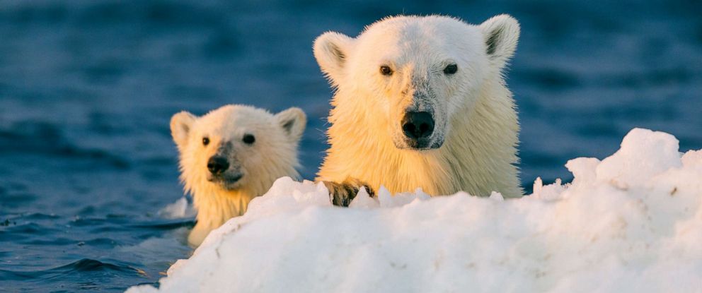 polo bear cubs