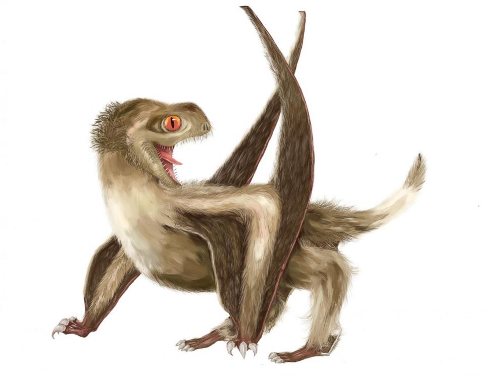 PHOTO: This is a reconstruction of the studied Daohugou pterosaur, with four different feather types over its head, neck, body, and wings, and a generally ginger-brown color.
