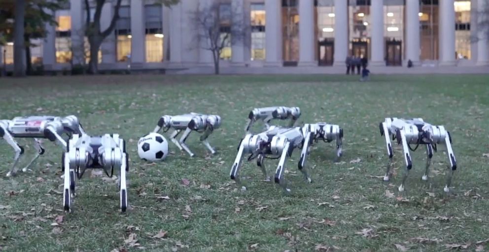 PHOTO: MITs mini cheetah robots are pictured here enjoying the fall.