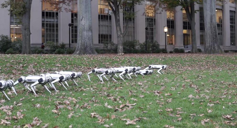 PHOTO: MIT's mini cheetah robots are pictured here enjoying the fall.