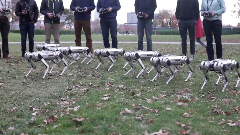 PHOTO: MIT's mini cheetah robots are pictured here enjoying the fall.