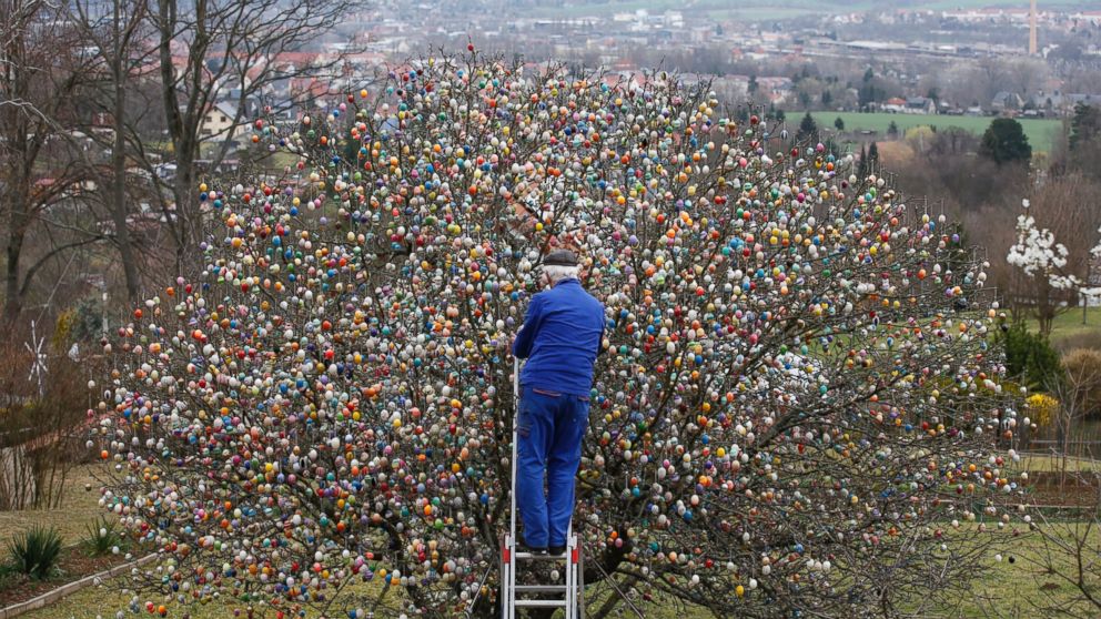 German pensioner Volker Kraft decorates an apple tree with Easter eggs in the garden of his summerhouse, in the eastern German town of Saalfeld, March 19, 2014.
