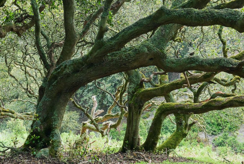 PHOTO: In this undated photo, an Island Oak forest is shown on Santa Rosa Island, Channel Islands National Park, Calif. 