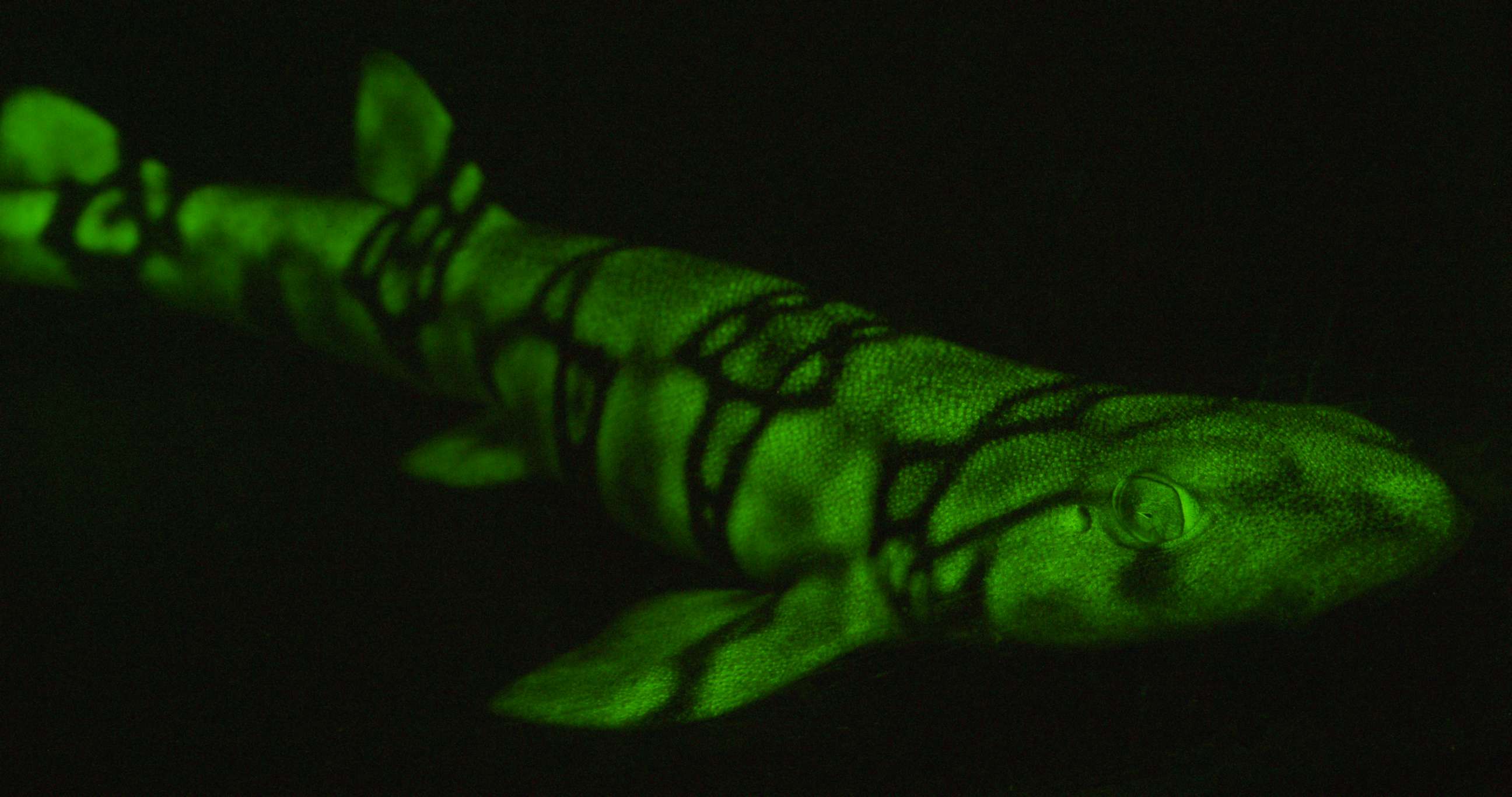 PHOTO: The molecules behind the Chain Catshark's biofluorescence have been identified by two biologists, David Gruber and Jason Crawford.