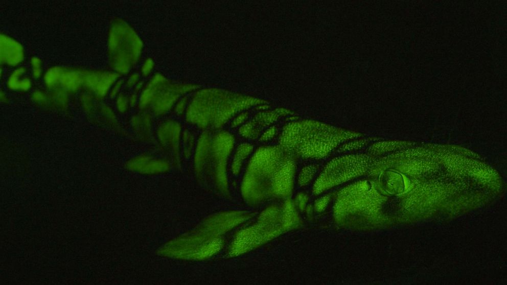 PHOTO: The molecules behind the Chain Catshark's biofluorescence have been identified by two biologists, David Gruber and Jason Crawford.
