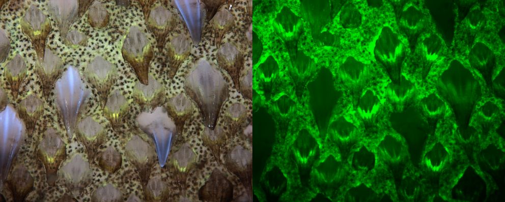 PHOTO: The molecules behind the Chain Catshark's biofluorescence have been identified by two biologists, David Gruber and Jason Crawford.