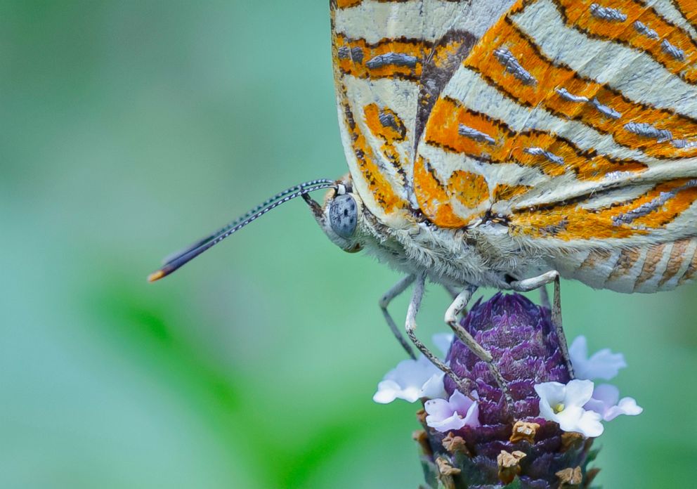 PHOTO: A common Silverline butterfly sits on a flower on March 17, 2015 in Kolkata, India.
