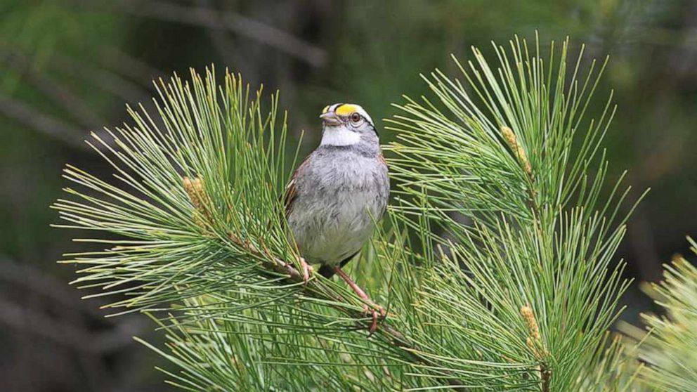 PHOTO: Researchers have discovered white-throated sparrows singing a new tune.