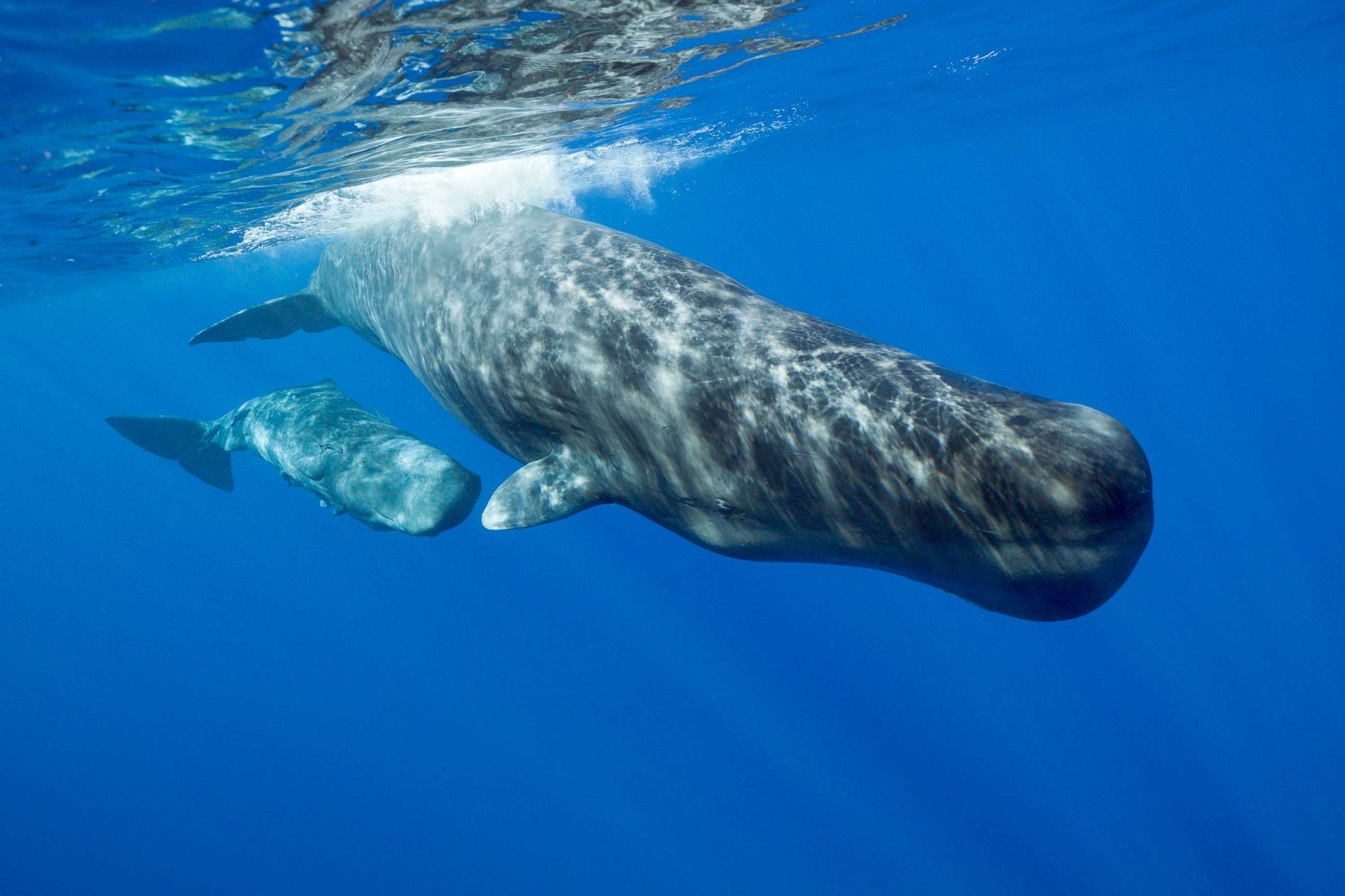 PHOTO: A Sperm Whale mother and calf swin in the Caribbean Sea, Dominica, Jan. 26, 2012.