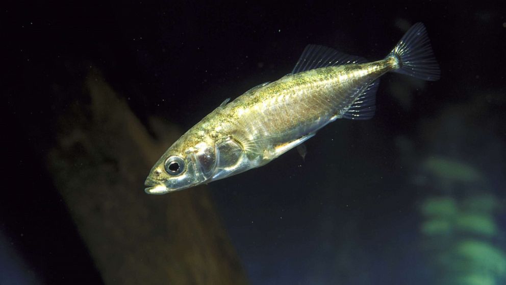 PHOTO: In this undated file photo, a three-spined stickleback is shown.