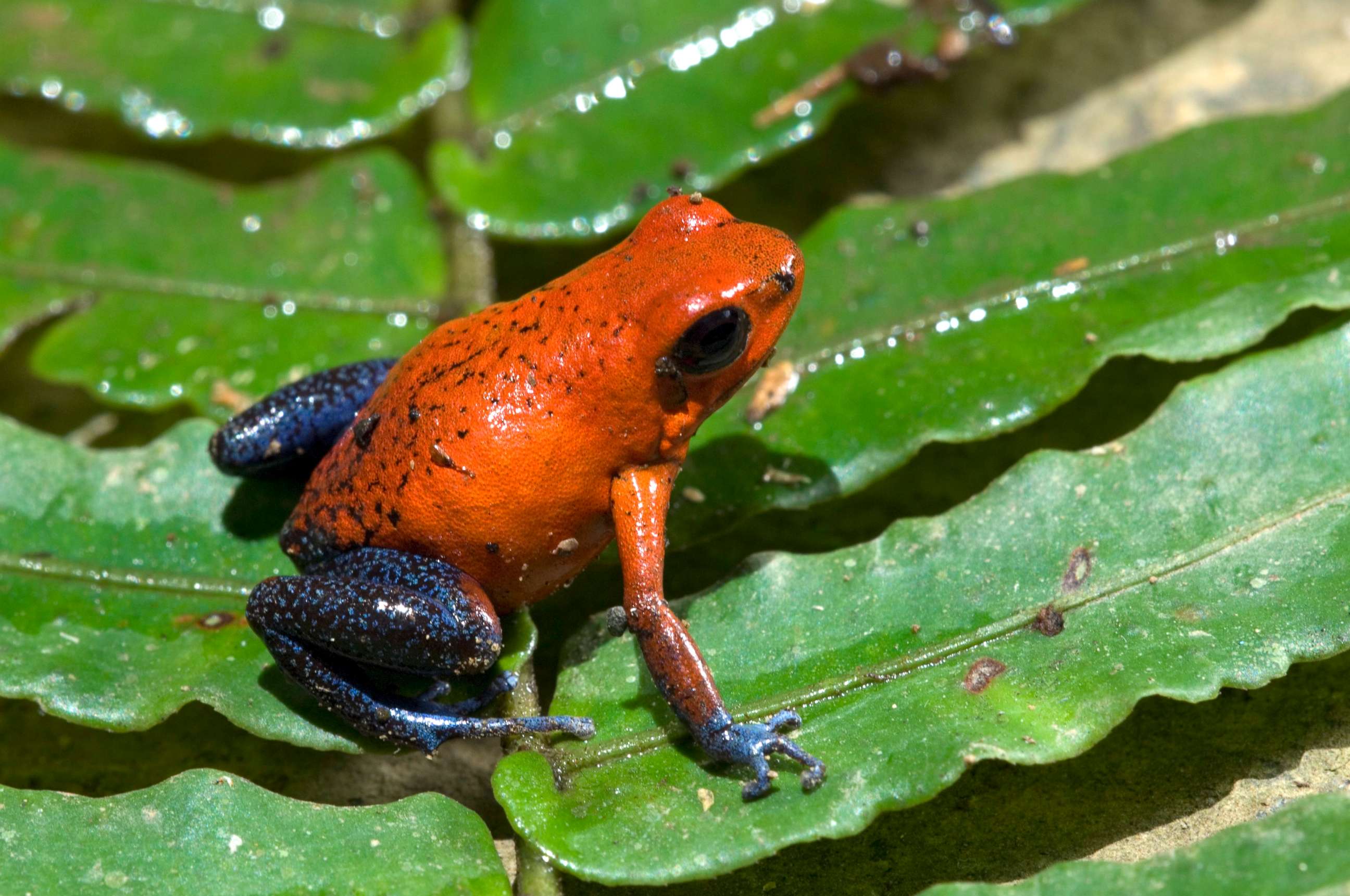 Strawberry poison frogs are reaching their heat limit because of