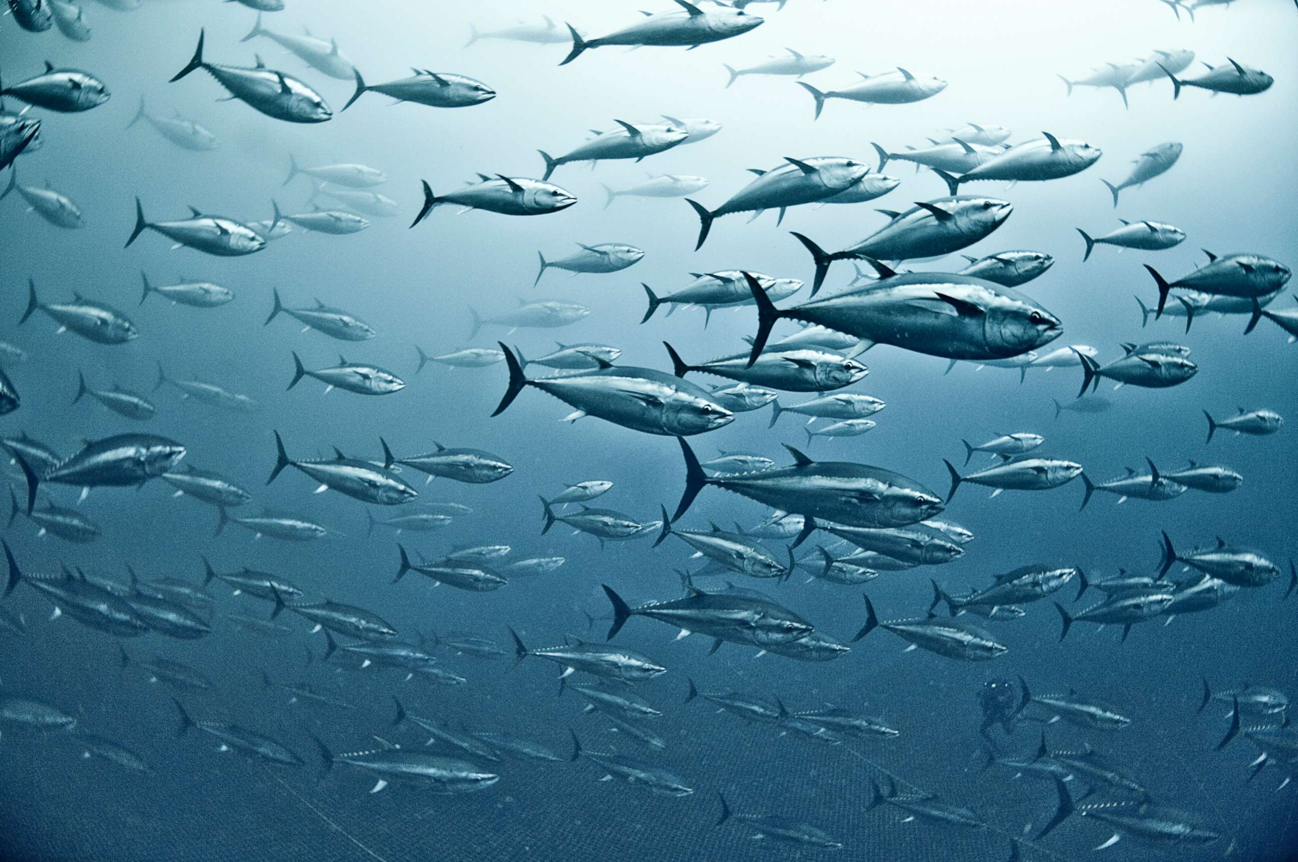 PHOTO: In this undated file photo, a large group of yellowfin tuna is shown in the waters off Vibo Valentia, Calabria, Italy.