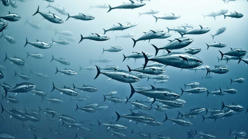 In this undated file photo, a large group of yellowfin tuna is shown in the waters off Vibo Valentia, Calabria, Italy.