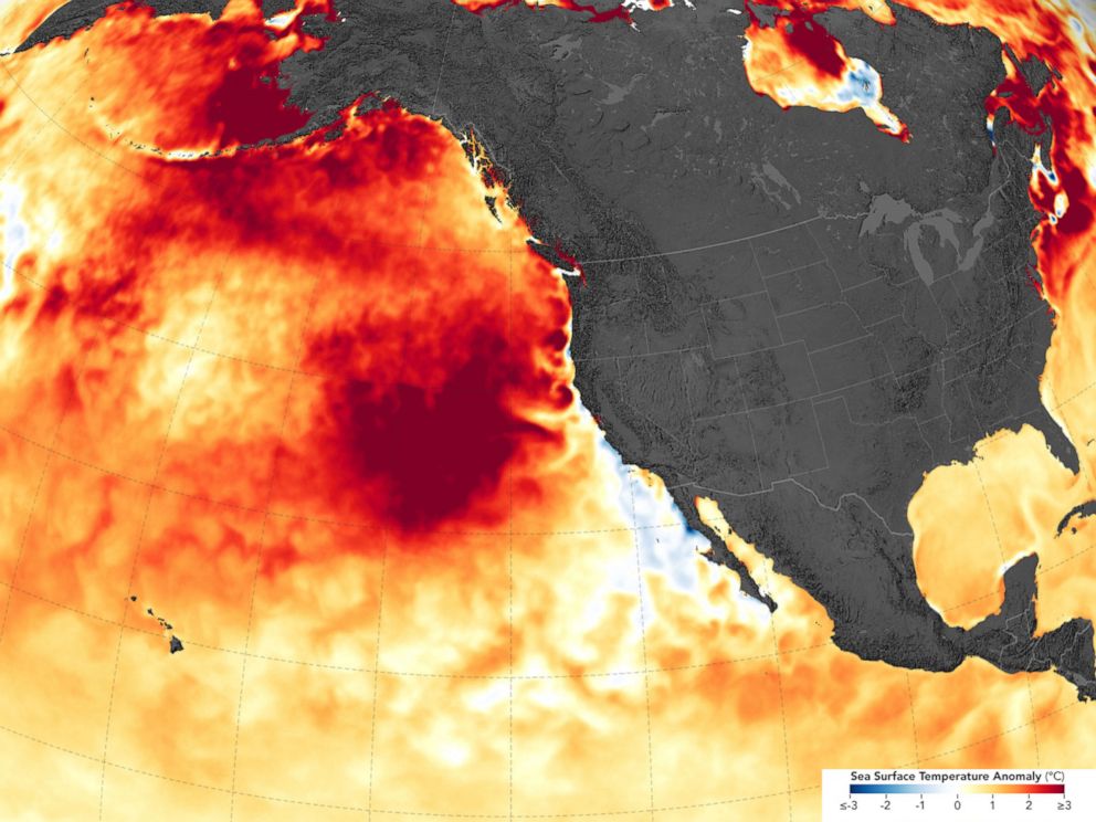 PHOTO: A maps shows sea surface temperature anomalies across the northeastern Pacific in August, 2019. A marine heat wave spread across the northeastern Pacific Ocean from 2014 to 2016 and the expanse of warm surface water returned to the region in 2019.