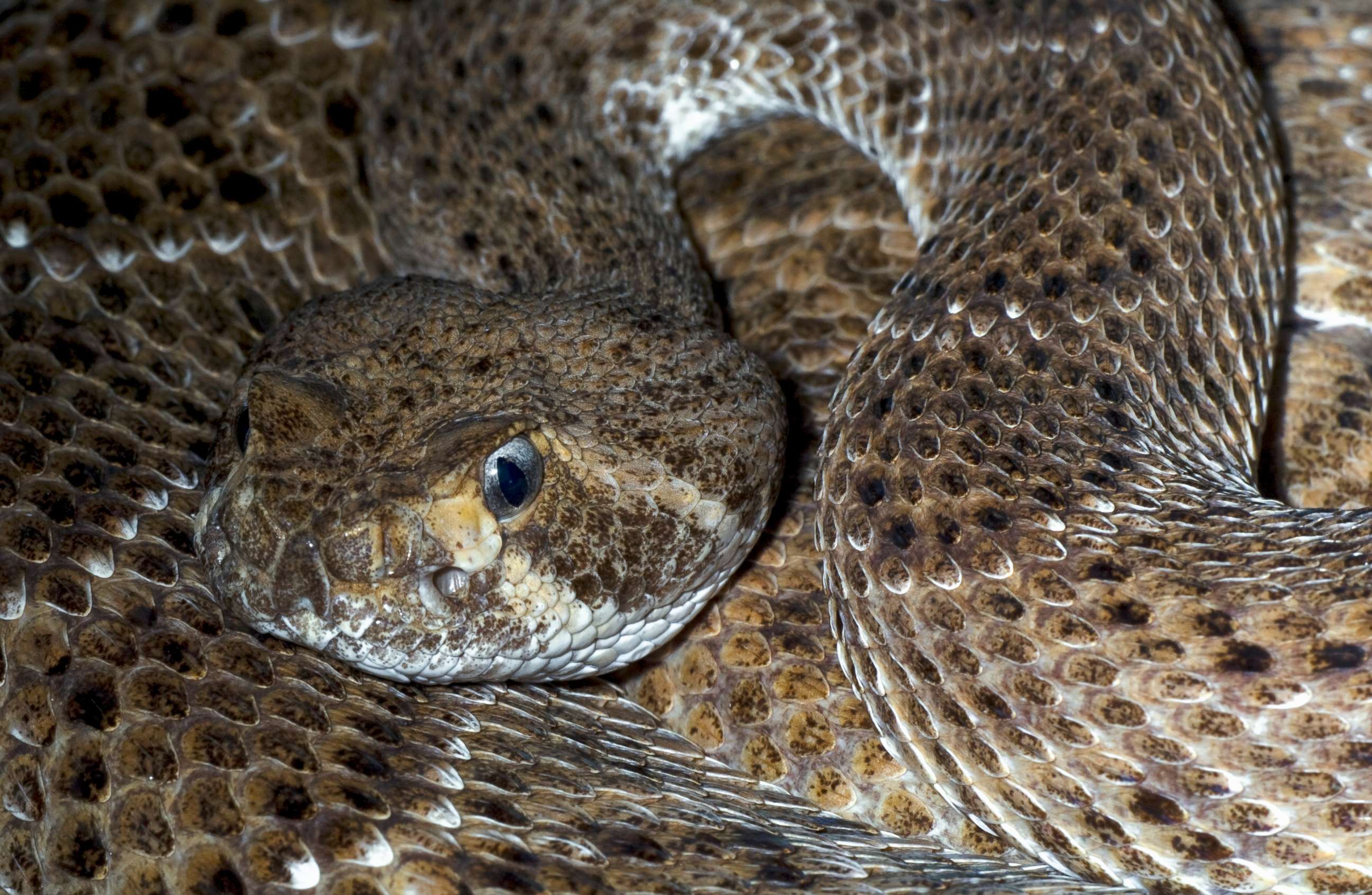 western diamondback rattlesnake