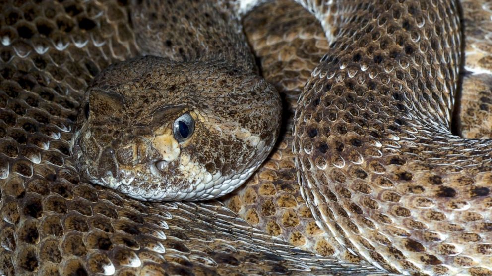 PHOTO: Western diamondback rattlesnake.