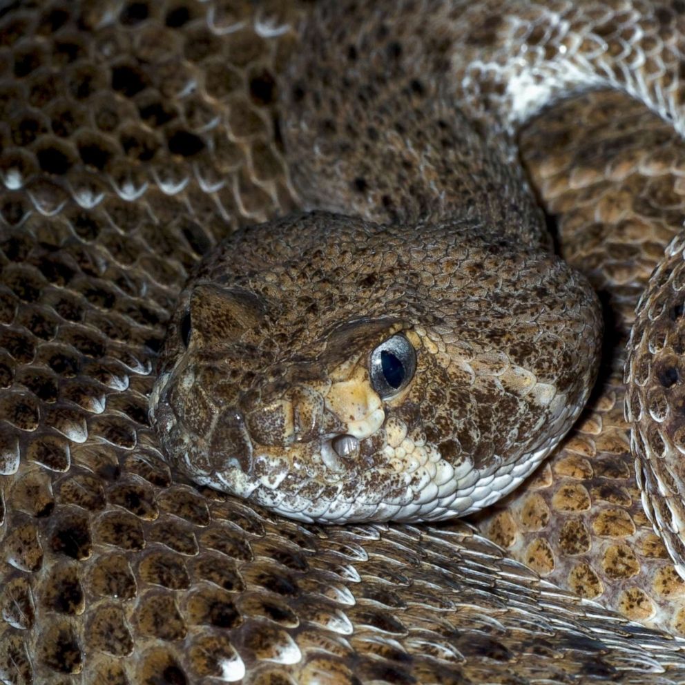 How Do Rattlesnakes Get Water?
