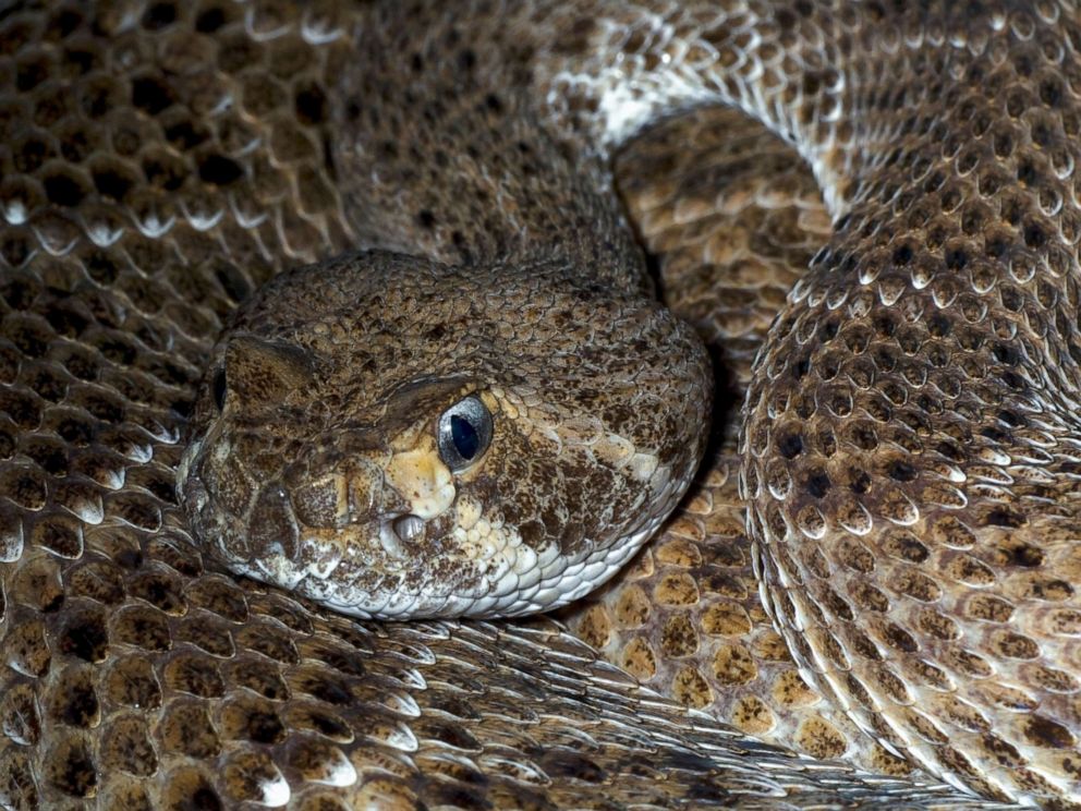 How Do Rattlesnakes Live in the Desert?