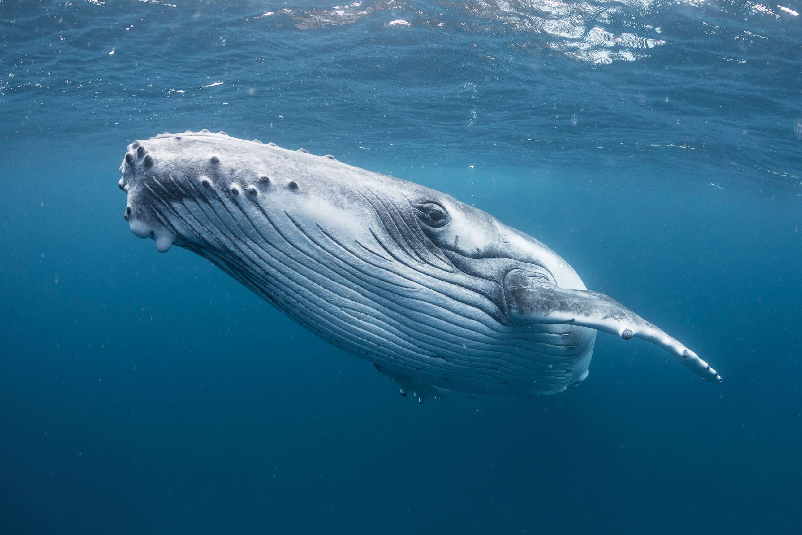 PHOTO: A humpback whale swims in the waters near Tonga.