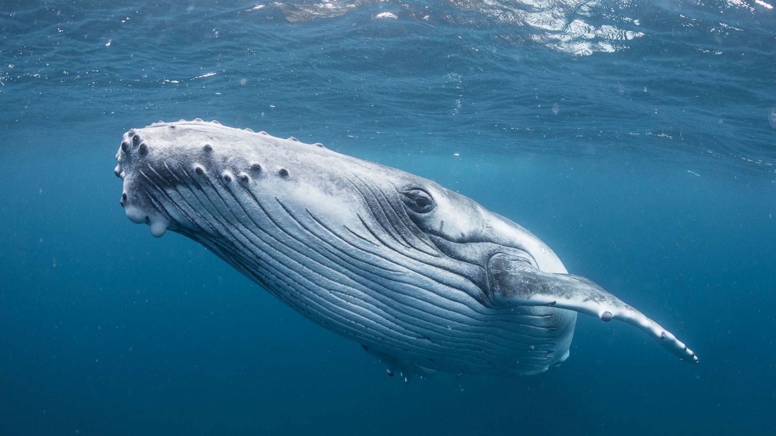 Whales face more fatal ship collisions as waters warm - ABC News