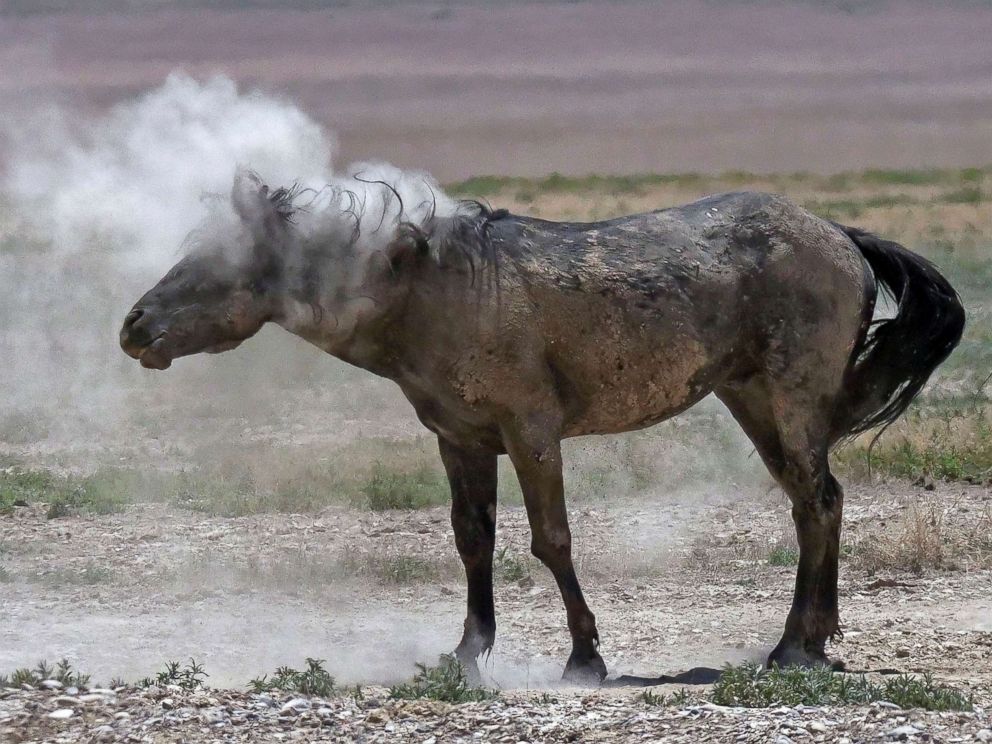 PHOTO: A wild horse shakes off dust near a watering hole outside Salt Lake City, June 29, 2018. Harsh drought conditions in parts of the American West are pushing wild horses to the brink and forcing extreme measures to protect them.