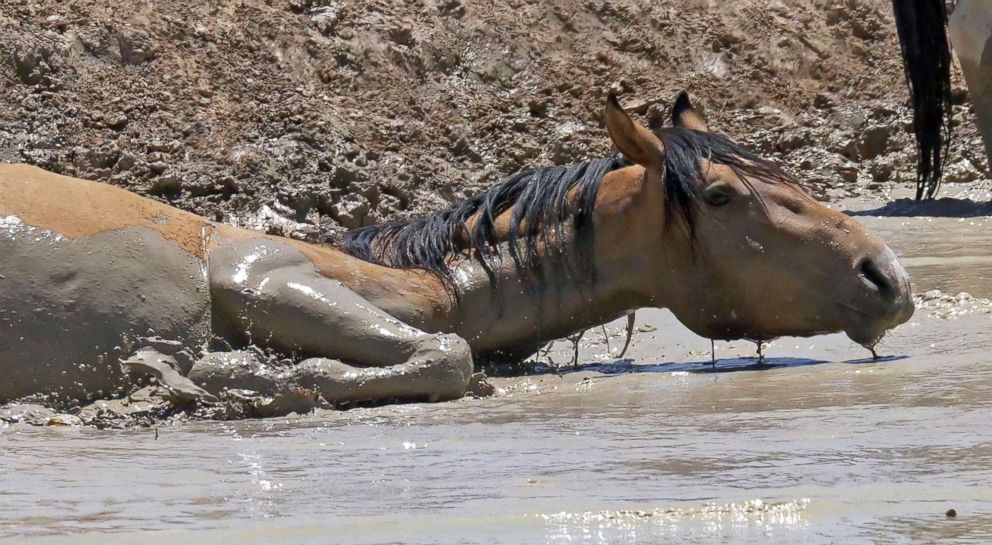 PHOTO: A wild horse rolls in muddy water after after getting a drink from a watering hole outside Salt Lake City, June 29, 2018.