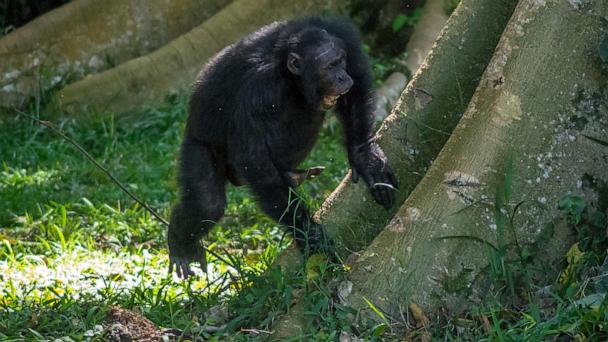 In this photo provided by researchers, a wild male chimpanzee drums on a buttress tree while producing a pant-hoot call as he joins his groupmates in the Budongo Forest of Uganda in May 2017. (Adrian Soldati via AP)