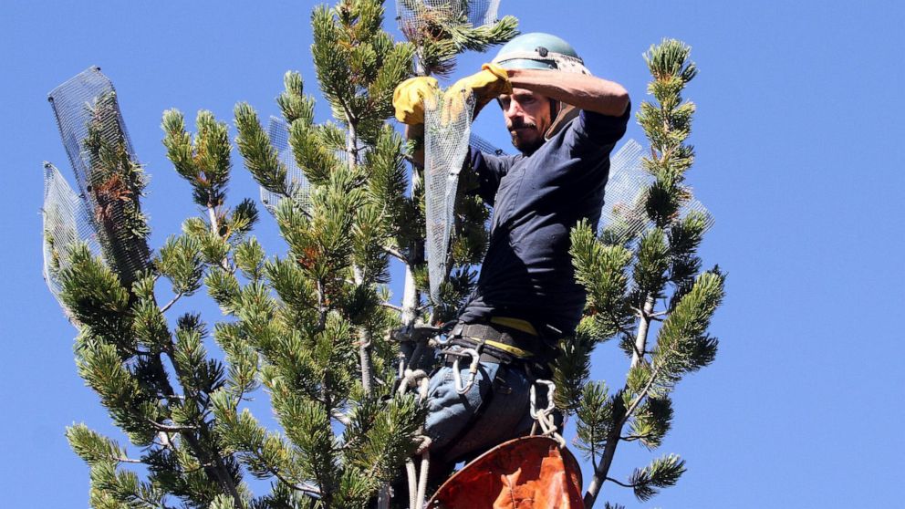 FILE - In this 2013 photo, cone collectors like Gabe Thorne, of Hamilton, head up into the high country around the west to climb to the very top of whitebark pine and collect cones from disease-free trees in Sula, Mont. U.S. officials say climate cha