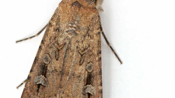 This image provided by Ajay Narendra shows an Australian Bogong moth at the Ramshead Range of the Snowy Mountains in New South Wales, Australia. (Ajay Narendra via AP)