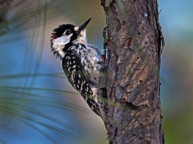 Red-cockaded woodpeckers' recovery in southeast leads to status change from endangered to threatened