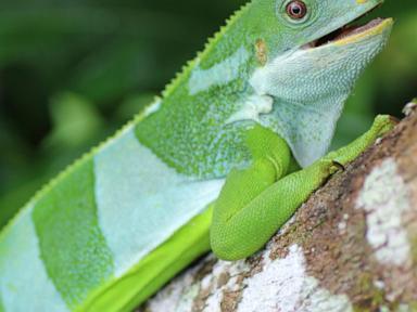 Iguanas likely crossed the Pacific millions of years ago on a record-setting rafting trip