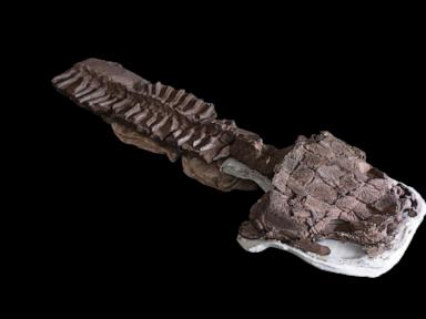 Fossils show huge salamander-like predator with sharp fangs existed before dinosaurs