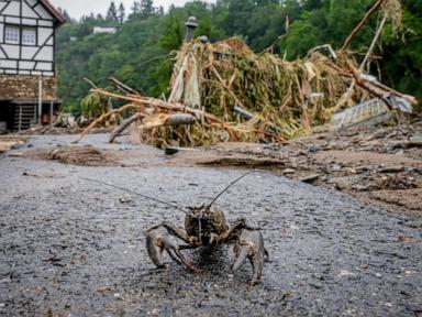 New research shows a quarter of freshwater animals are threatened with extinction