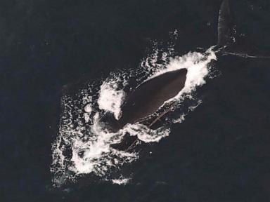 Endangered whales found entangled in rope off Massachusetts