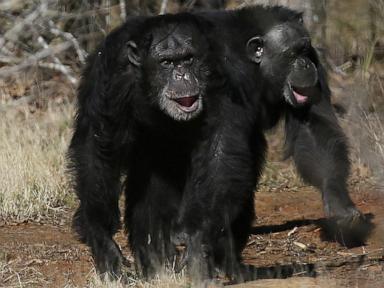 Get a load of this: Humans and great apes share similar giggles
