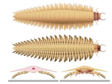 Scientists recreate the head of this ancient 9-foot-long bug