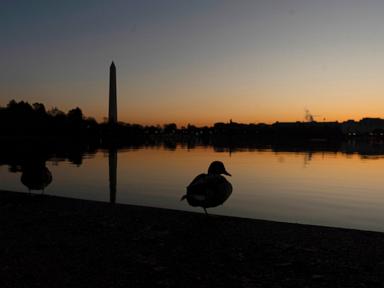 Ducks, once a conservation bright spot, are now declining in the US, new report shows