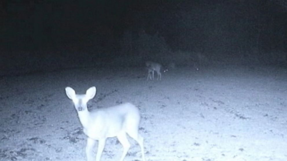 Video UFOs Descend on Deer in Mississippi Woods - ABC News