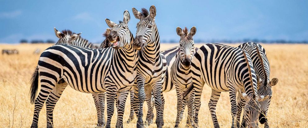Why Do Zebras Have Stripes It Could Be About Staying Cool Abc News