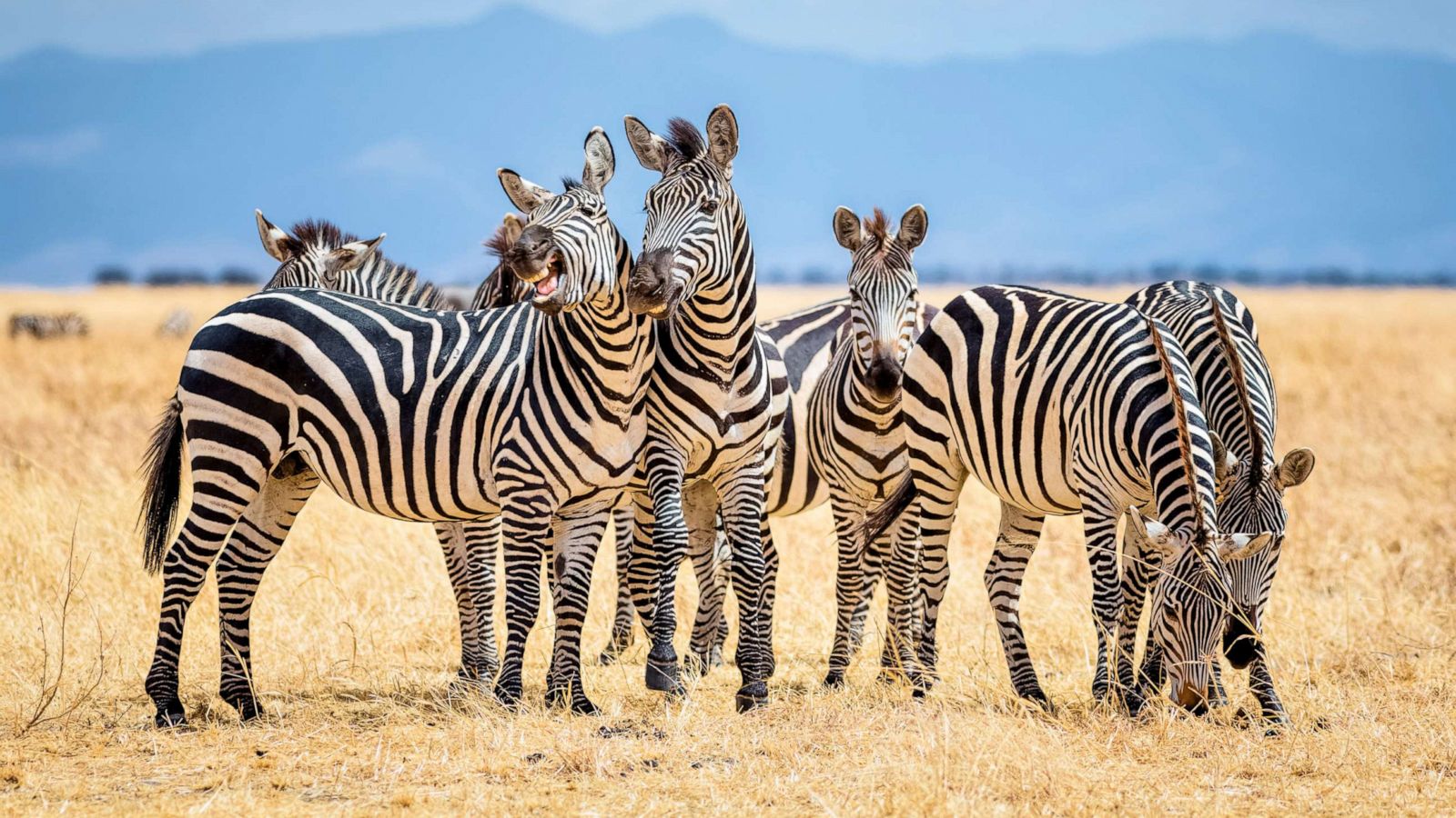 gelijkheid Onderscheid resterend Why do zebras have stripes? It could be about staying cool - ABC News